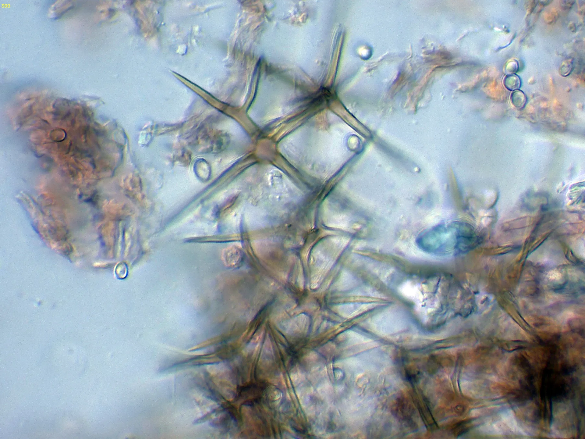 10 - Asterosetas-002